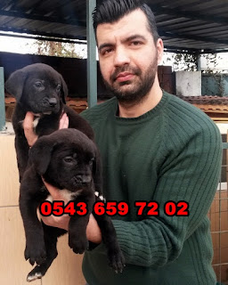  satılık cane corso yavruları mersin, mersinden satılık cane corso yavruları, cane corso ilanları, sahibinden satılık cane corso yavruları mersin , cane corso yavruları fiyatları, satılık cane corso yavrusu fiyatları, cane corso yavru bakımı, cane corso yavru fiyatı, cane corso yavru fiyatları, cane corso yavru nasıl beslenir, cane corso yavru beslenmesi, cane corso yavru özellikleri, cane corso yavru eğitimi, cane corso satılık yavru, cane corso satılık yavru mersin, italyan mastiff cane corso yavruları satılık,