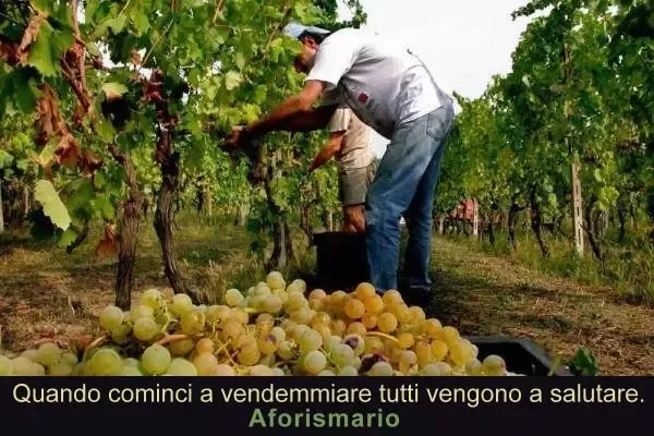 Agricoltore durante la vendemmia