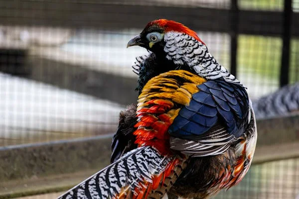 Learn about the most important advantages of choosing a bird cage-2