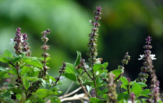 Ocimum Sanctum, commonly known as Tulsi, is an aromatic perennial plant native to India and the subcontinent, used in traditional Ayurvedic medicine and in spiritual practices for its medicinal and nonmaterial effects.