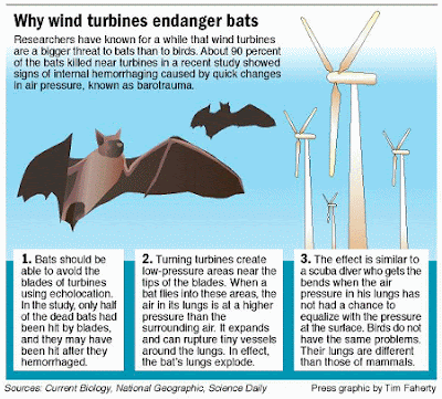 le danger des éoliennes pour les chauves souris