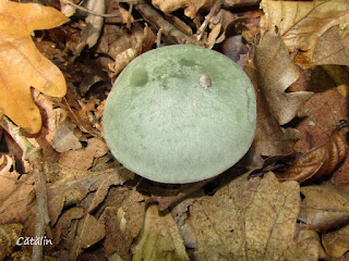 Clitocybe odora IMG14702