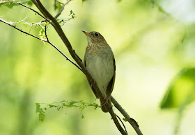 Veery - Hulbert Bog, Michigan, USA