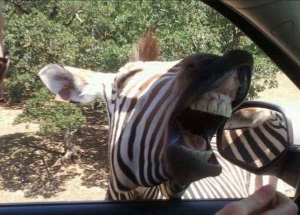 Imagens engraçadas e curiosas 23