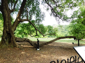 Singapore Botanic Gardens - Heritage Tree. Tembusu (Fagraea fragrans)