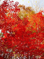 札幌紅型教室霜月の紅葉