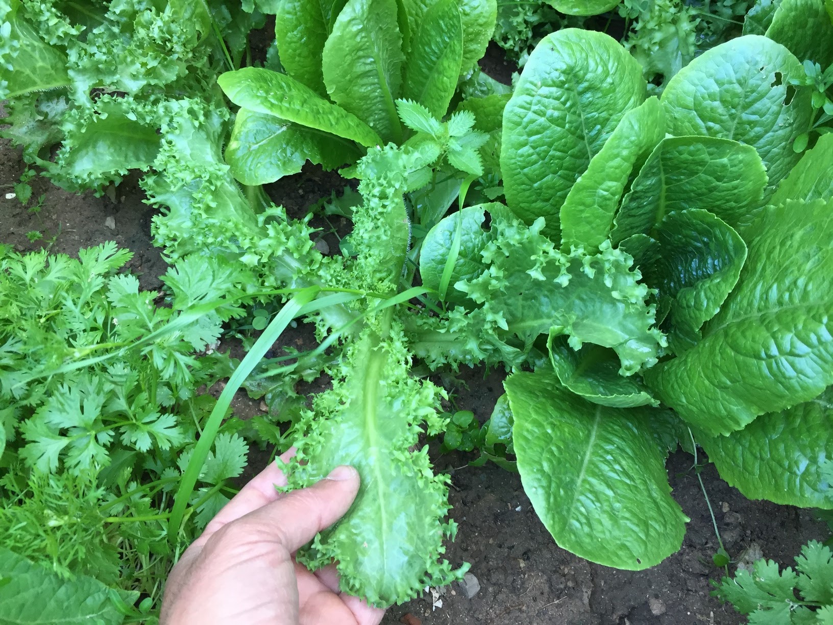 Lettuce is generally disease and pest free, but you should still be vigilant. A major threat is lettuce rot which first attacks the lower leaves in contact with the soil and then spreads throughout the plant.