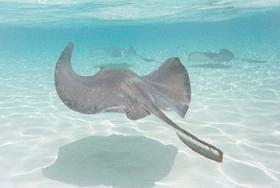 Stingray