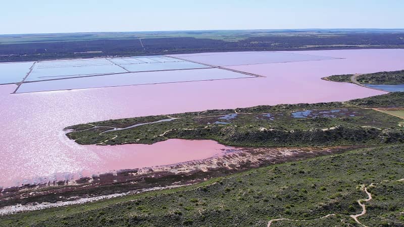 Pink Lake Hutt Lagoon in Western Australia