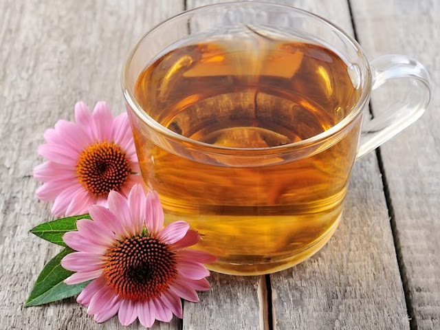 Echinacea