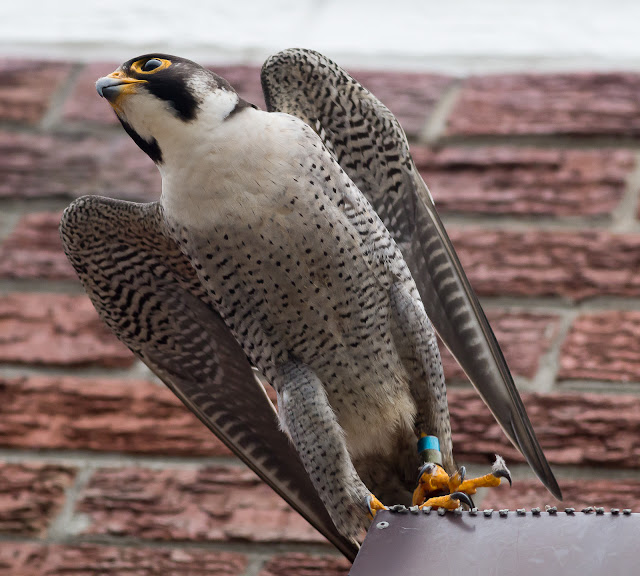 Peregrine Falcon Visit at Arnhem Milnerton Cape Town Copyright Vernon Chalmers 04