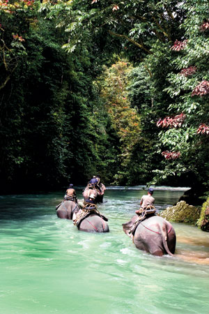 Download this Day Tangkahan Elephant Bathing And Trekking picture