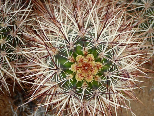 P1020242