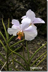 Vanda-merv