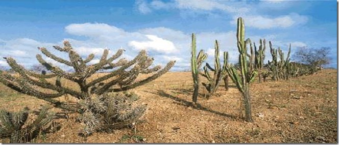 caatinga