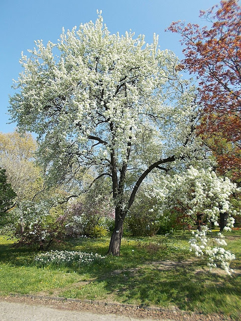 Груша берёзолистная (Pyrus betulifolia)