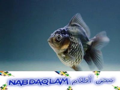 السمك : أفضل غذاء صحي Fish is the best healthy food
