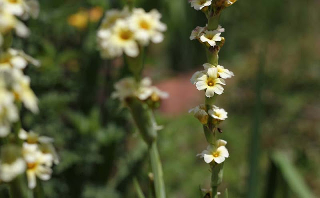 Sisyrinchium Striatum Flowers Pictures