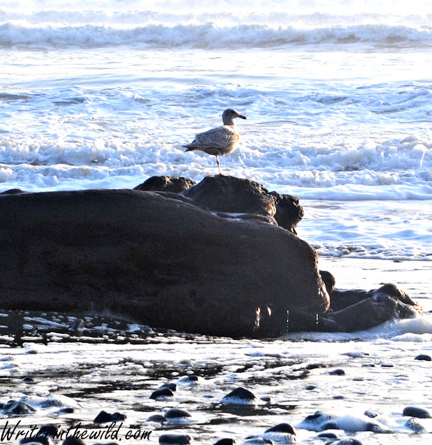 Herring Gull