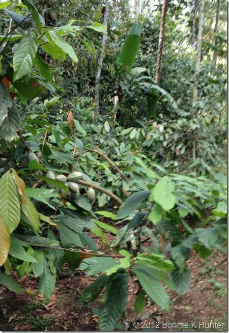 bali4 250