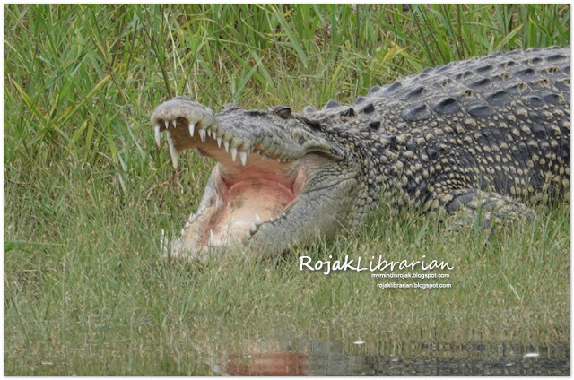 Estuarine crocodile in Sungei Buloh (Tailless)