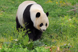 oso panda Ailuropoda melanoleuca