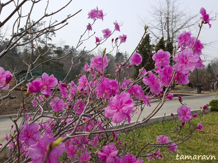 Рододендрон остроконечный (Rhododendron mucronulatum)