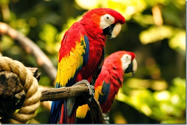 Animal Kingdom - Birds in the FLights of Wonder Show