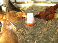 Gold Comets, plus 8 month old Black Copper Marans and Rhode Island Red