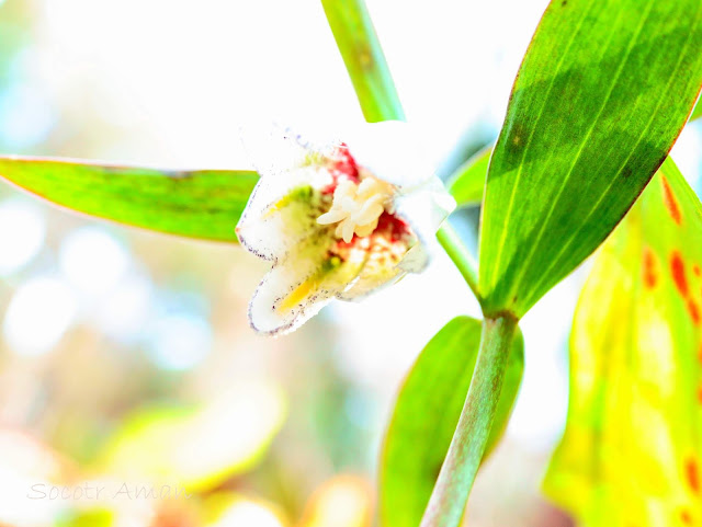 Fritillaria koidzumiana