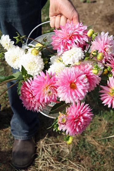 The Flower Farm