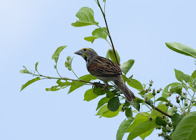 Dickcissel - Sharonville SGA, Michigan, USA