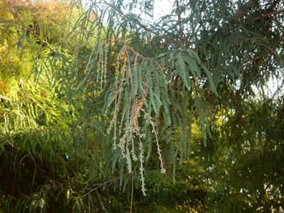 Male inflorescence of Bald Cypress