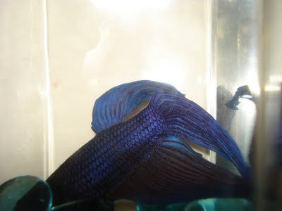 betta splenden