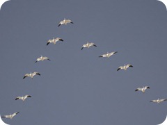 morris-arthur-snow-geese-flying-in-v-formation