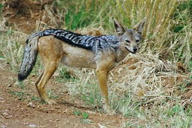 canidos Chacal de dorso negro Canis mesomelas