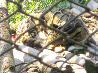 Padmaja Naidu Zoological Park, Darjeeling