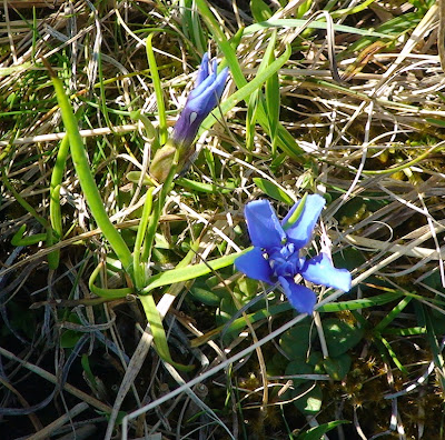 Spring Gentian (Gentiana verna)