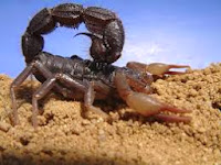 Black Spitting Thicktail Scorpion, Parabuthus transvaalicus