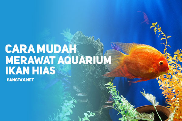 Cara Mudah Merawat Aquarium Ikan Hias