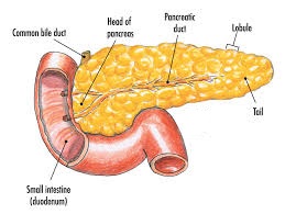 pancreas insulin diabetes