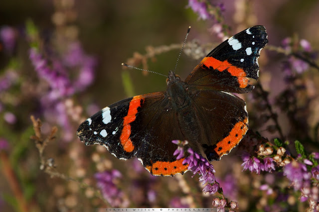 Deze gehavende Atalanta wordt actief als de zon zijn warmte afgeeft - The Red Admiral becomes active when warmed by the sun