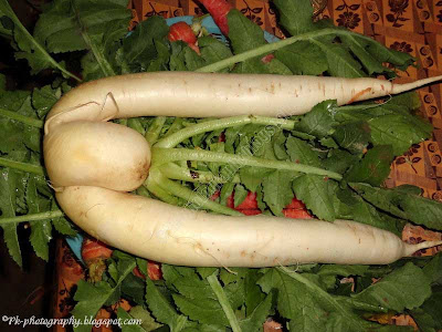 Funny Radish