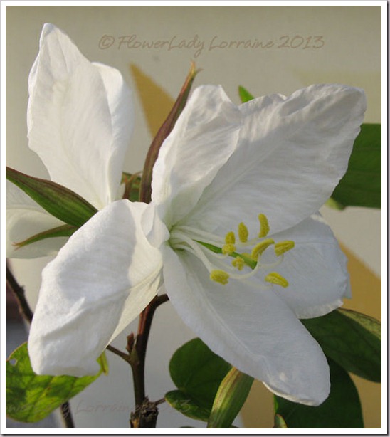 04-20-dward-orchid-tree
