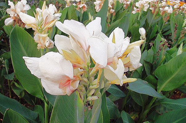 楊梅道場白蓮蕉1-2012.7.8 靈芝大師攝