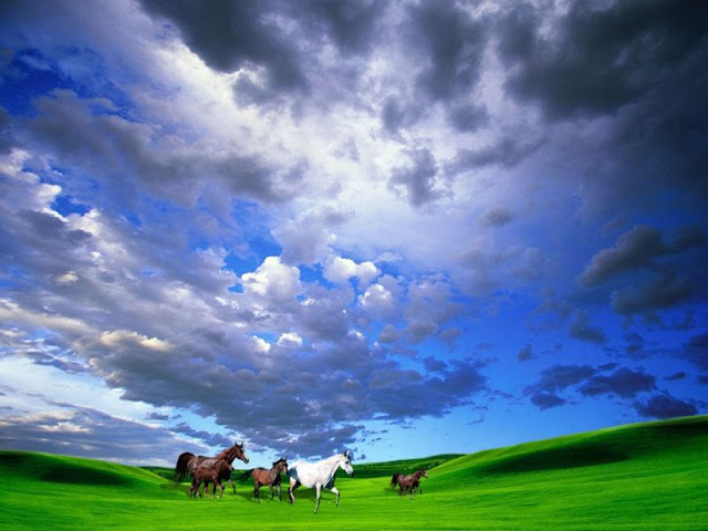 Horse - Beautiful Desktop WallPapers Seen On  www.dil-ki-dunya.tk
