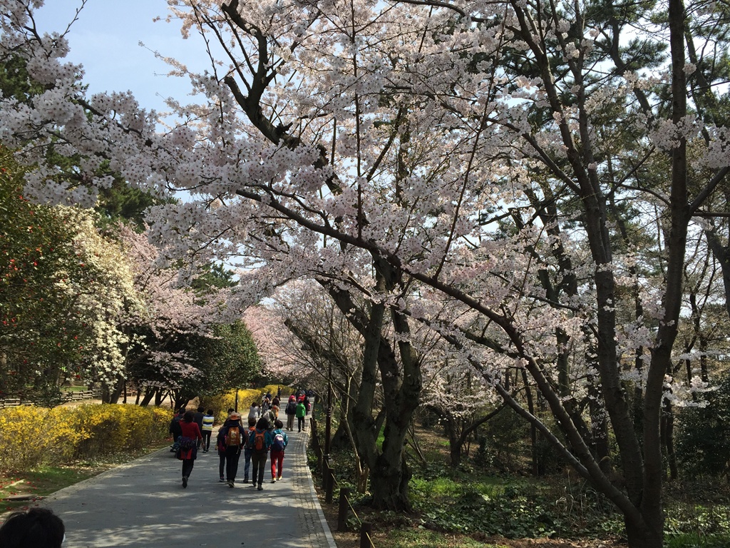 Festival Musim Bunga  Sakura  Cherry Blossom dan Percutian 