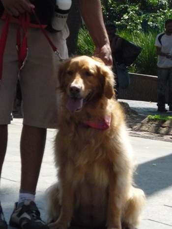 Cãonhecendo 3 (163)