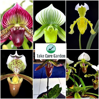 Sapatinho Paphiopedilum sp: um guia para cultivar e cuidar desta orquídea
