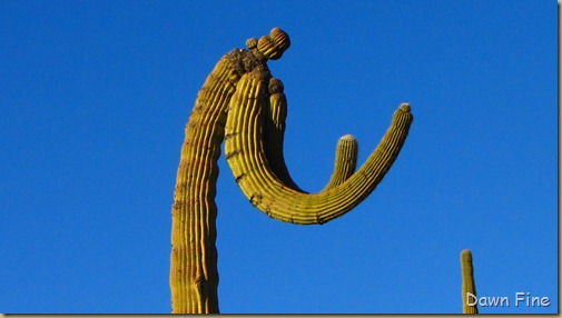 Sonoran NP west_085